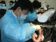 豚の顎骨を用いた歯周外科実習の様子